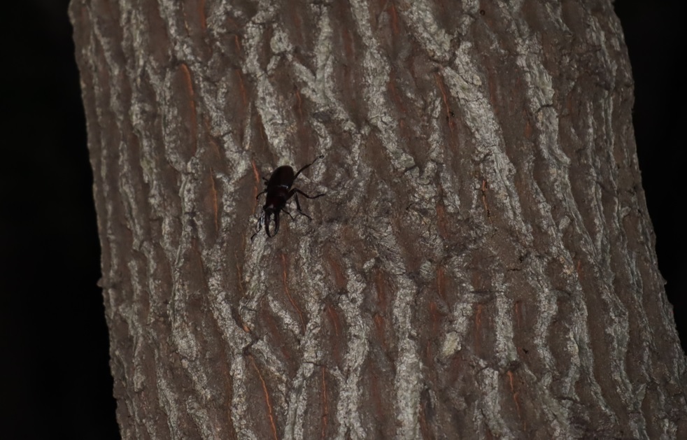 カタクリが群生する森_コナラの幹を足早に降りるノコギリクワガタの雌_2021年8月19日19時55分 気温27度
